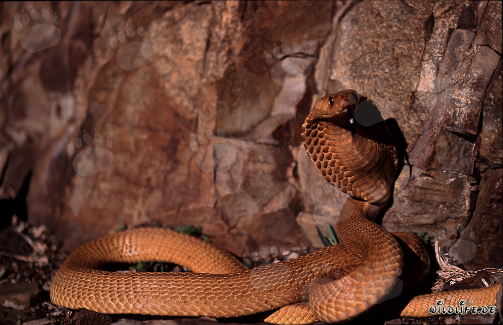 Cobra del Cabo fascinante frente a una pared rocosa colorida