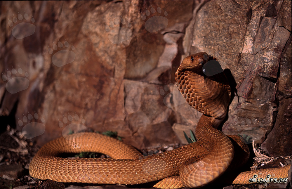 Cobra del Capo affascinante davanti a una parete rocciosa colorata
