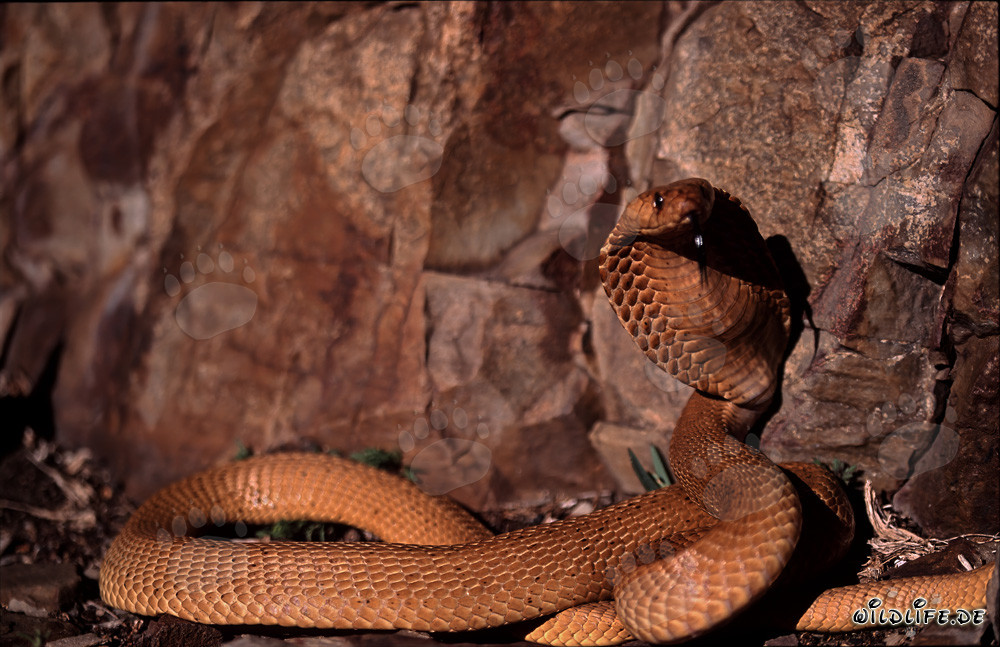 Cobra du Cap fascinante devant une paroi rocheuse colorée