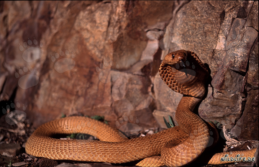 The dangerous beauty of the Cape Cobra