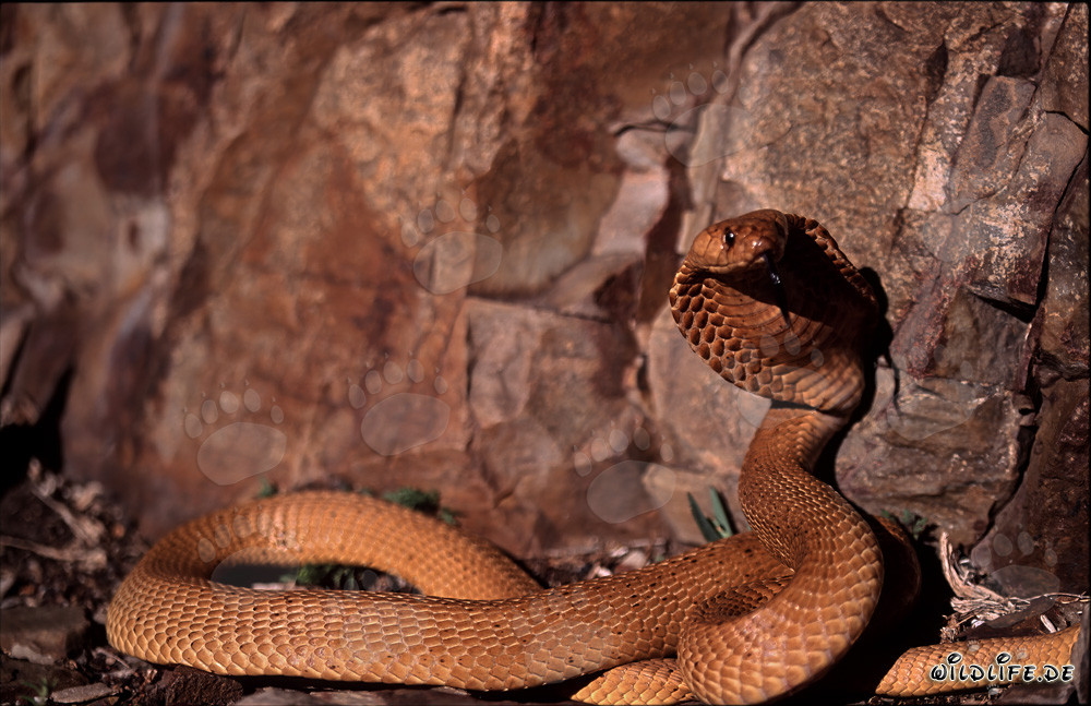 La peligrosa belleza de la cobra de El Cabo