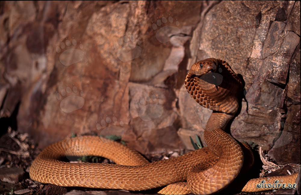 La beauté dangereuse du cobra du Cap