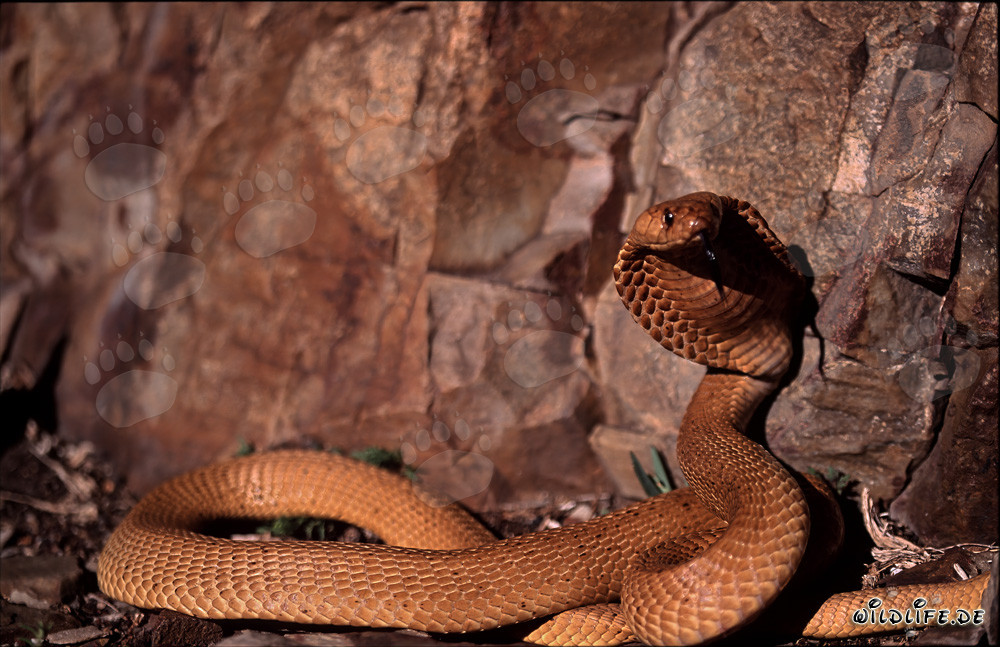 La pericolosa bellezza del cobra del Capo