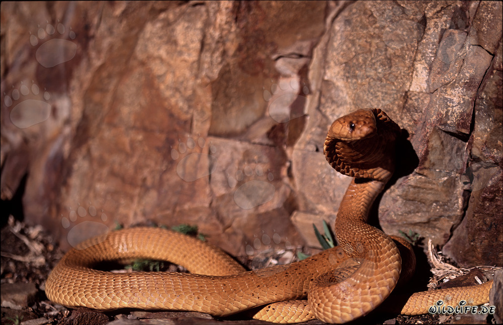 Cobra del Cabo frente a rocas coloridas