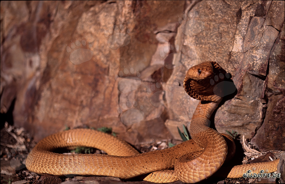 Cobra du Cap devant des rochers colorés