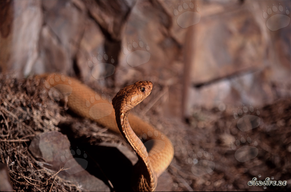 The majestic Cape Cobra emerges from the thicket