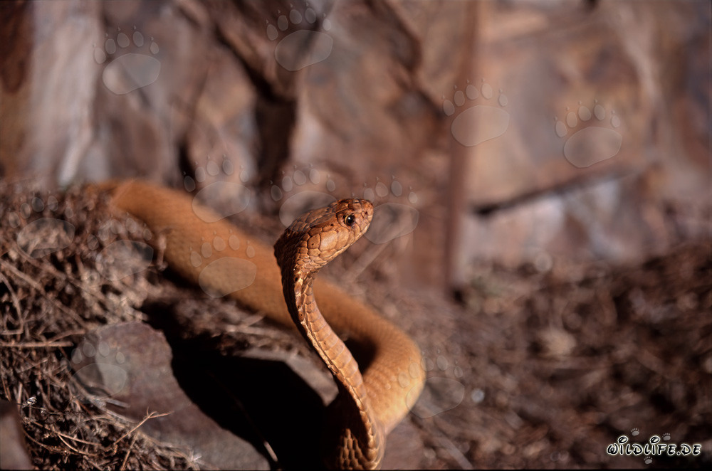 La majestuosa Cobra del Cabo emerge de la maleza