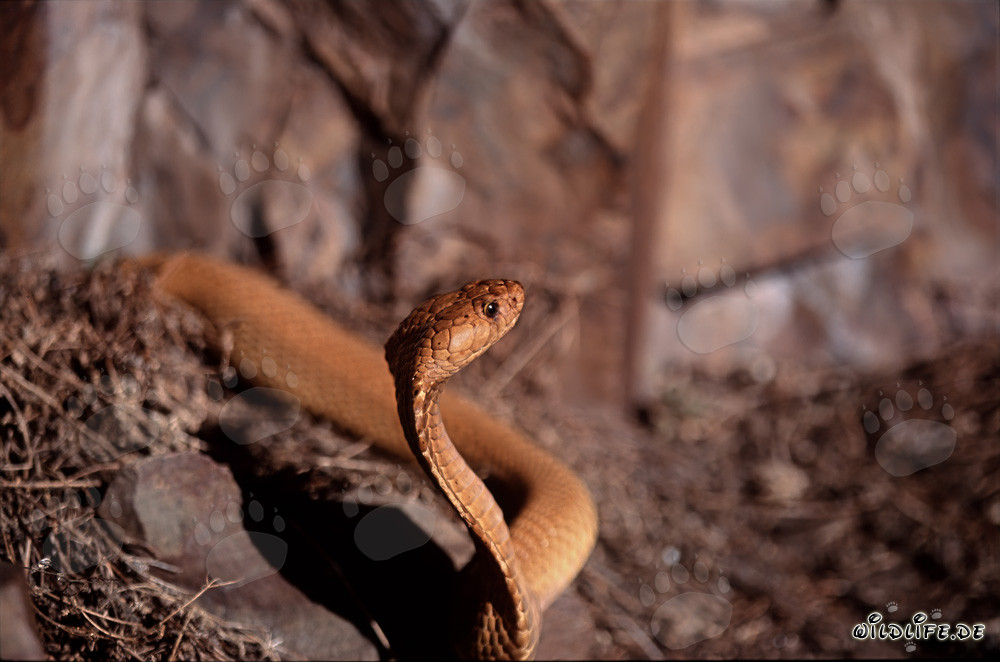 La majestueuse Cobra du Cap émerge de la brousse
