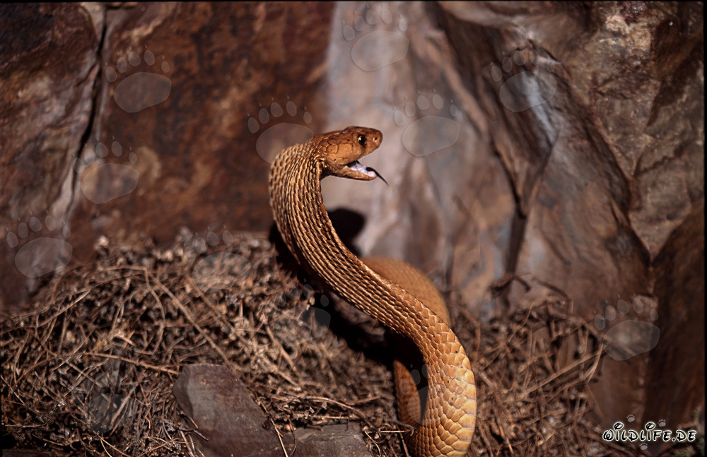 Cobra del Capo dorata con la bocca aperta al sole