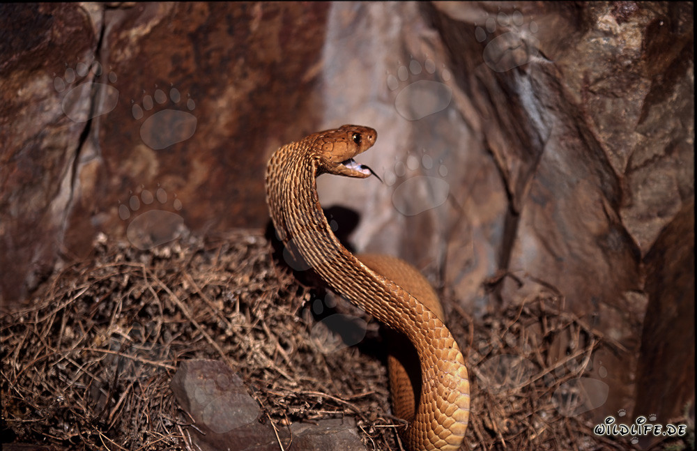 Cobra dorada del Cabo con la boca abierta al sol
