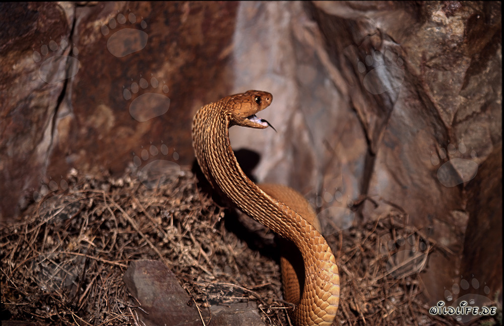 Golden Cape Cobra with open mouth in the sun