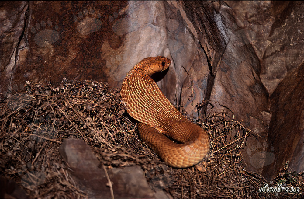 Fascinating Cape Cobra emerges in the sunlight of the fynbos