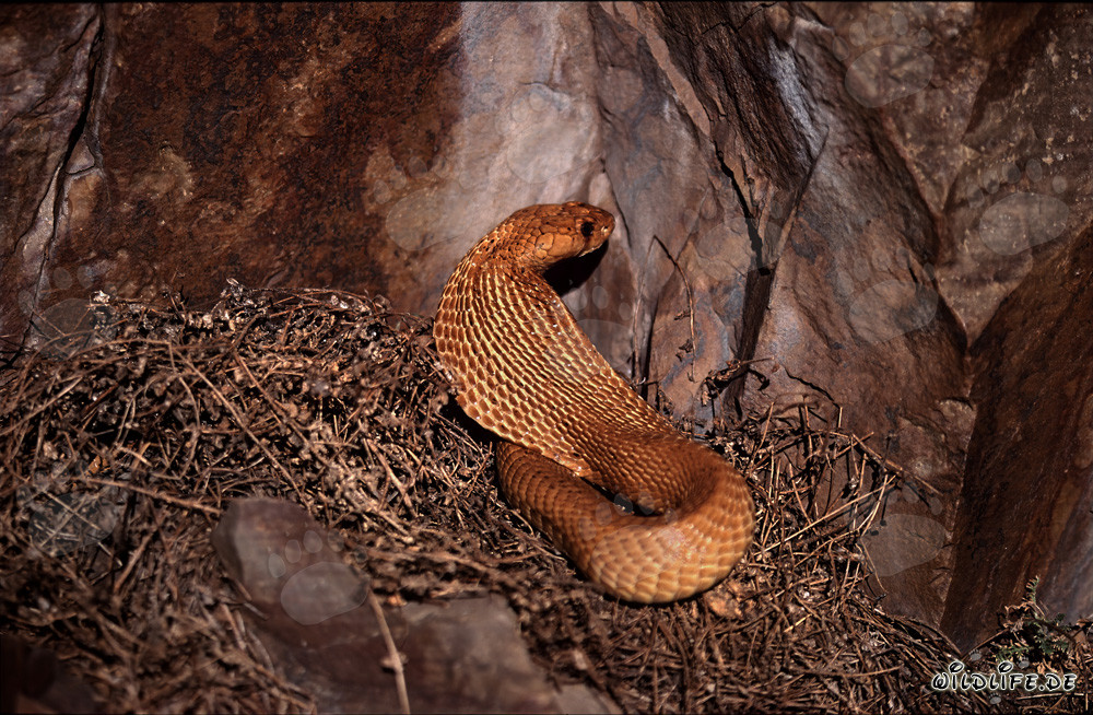 Fascinante cobra del Cabo se muestra en la luz del sol del fynbos
