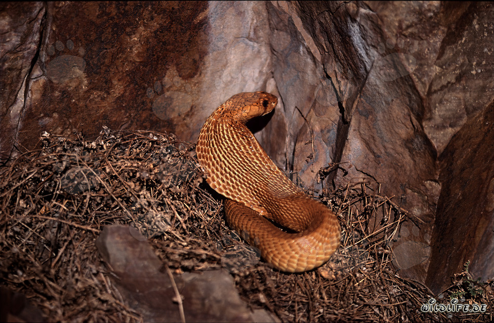 Fascinante cobra du Cap se montre dans la lumière du soleil du fynbos