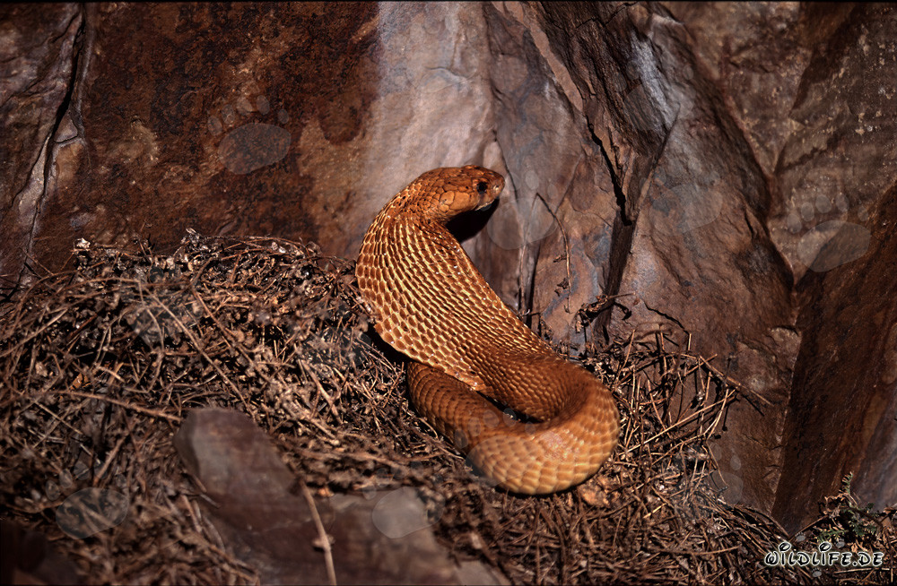 Affascinante cobra del Capo si mostra alla luce del sole del fynbos