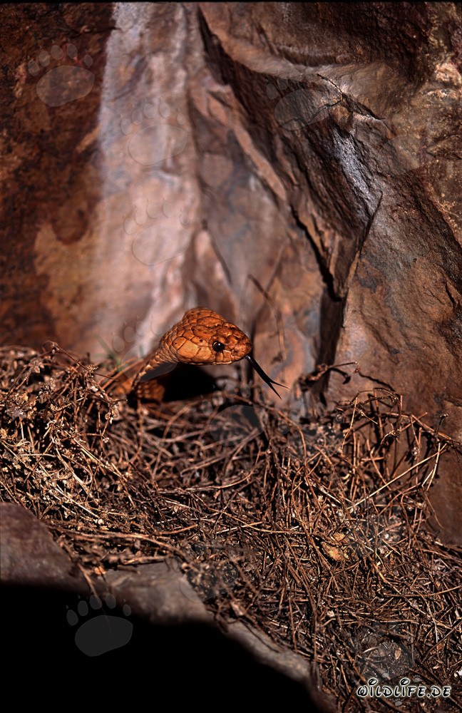 Fascinating Cape Cobra in front of impressive rock wall