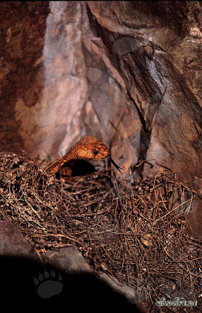 Affascinante Cobra del Capo di fronte a un'imponente parete rocciosa