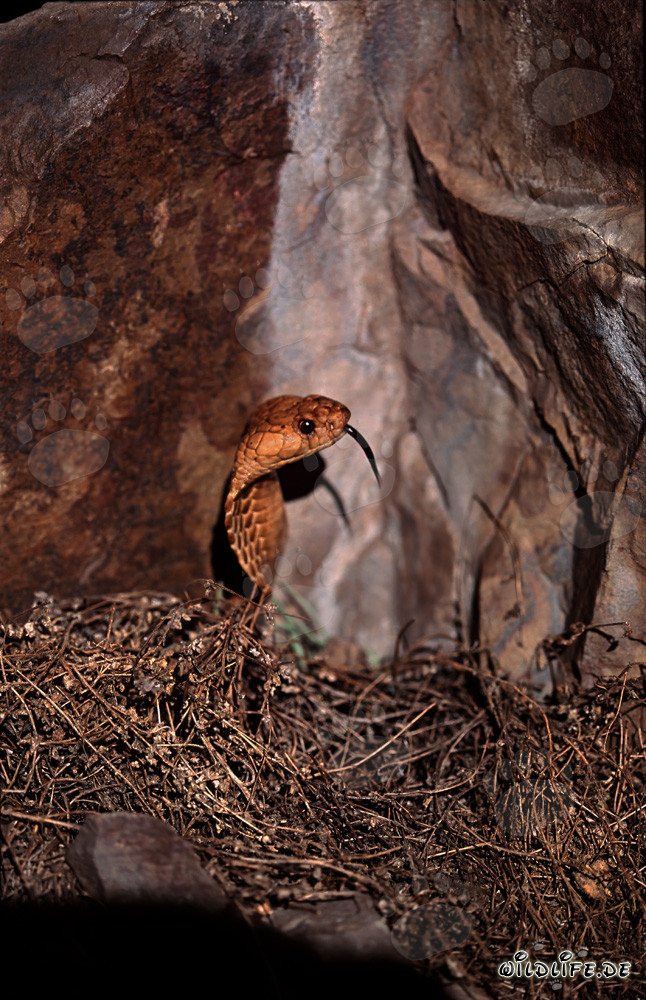 Cape Cobra - A Majestic Venomous Snake from South Africa
