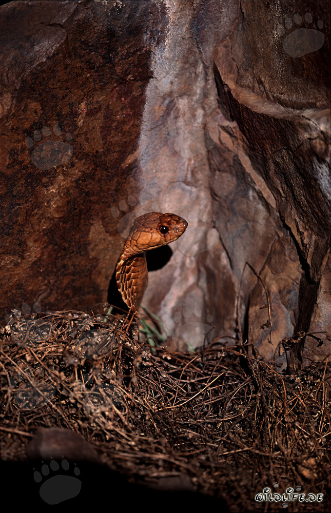 Cape Cobra watching their surroundings