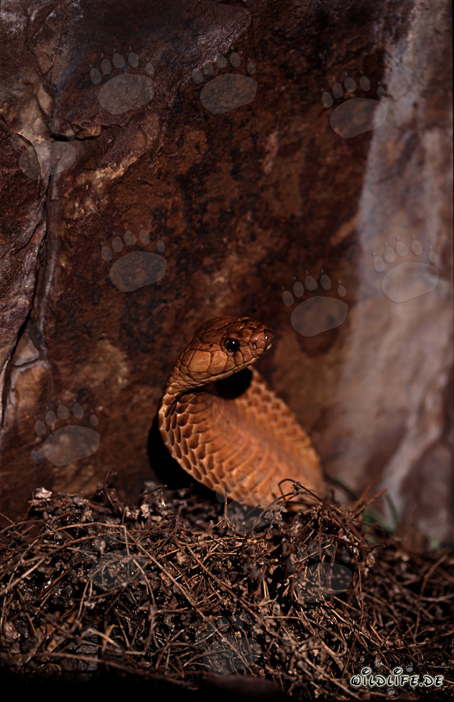 Cobra del Cabo Dorada emerge de la maleza - Fascinante serpiente venenosa