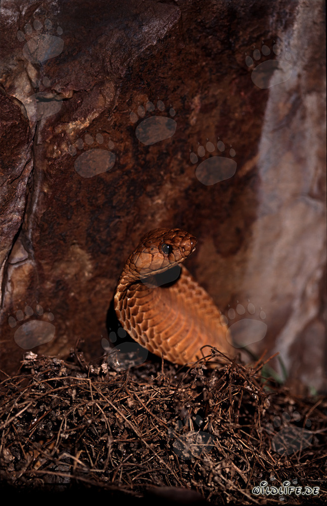 Cobra du Cap dorée émerge des branches - Fascinante couleuvre venimeuse