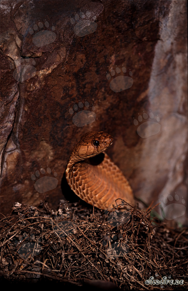 Cobra del Capo dorata emerge dal pagliaio - Affascinante serpente velenoso