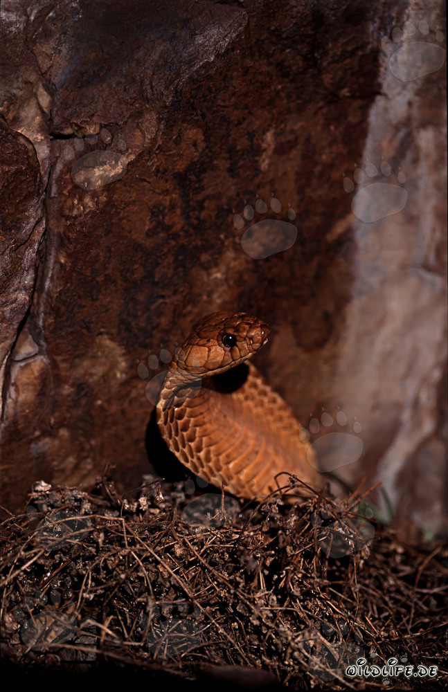 Golden Cape Cobra emerges from the brushwood - Fascinating venomous snake