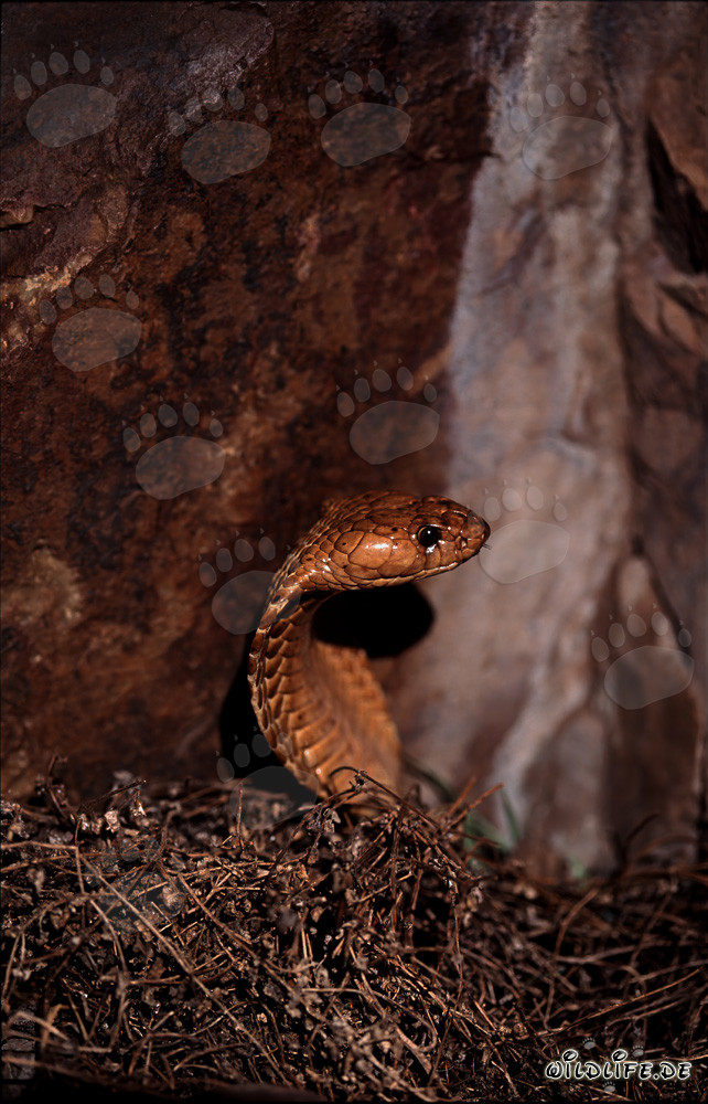 Cape Cobra in the Wild: A majestic snake rising from the brushwood