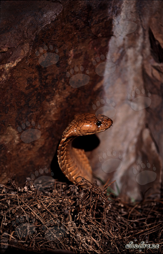 Cobras du Cap dans la nature : Un majestueux serpent surgit des branchages