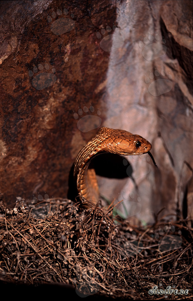 Golden Cape Cobra displaying its impressive threat display