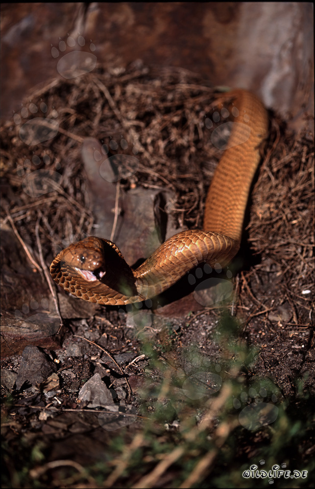 Cobra del Cabo en la naturaleza de Western Cape