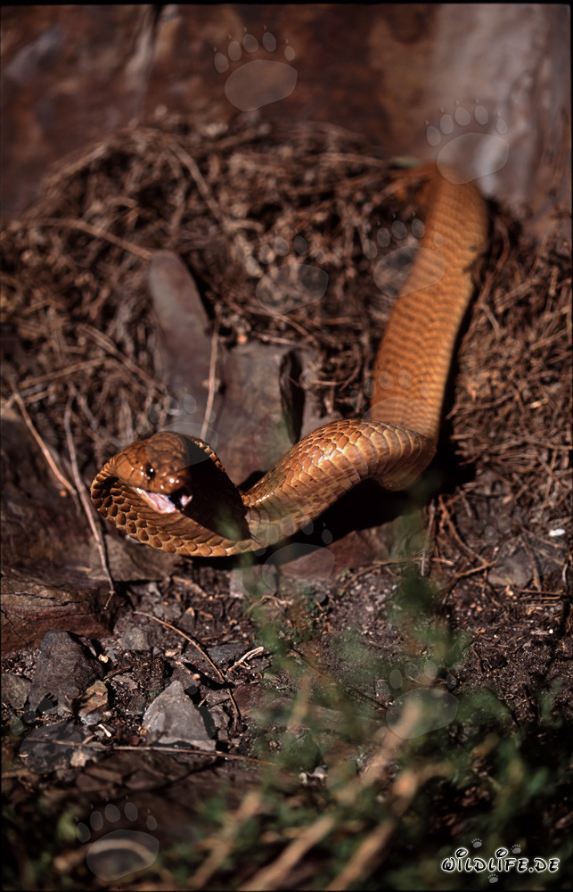 Cobras du Cap dans la nature du Cap-Occidental