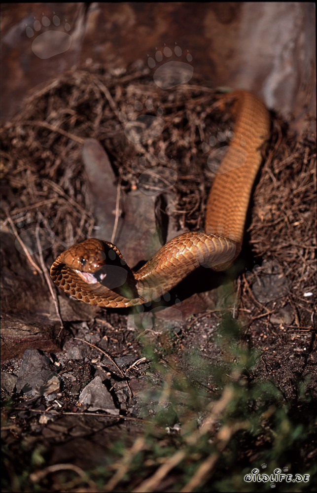 Cobra del Capo nella natura del Western Cape