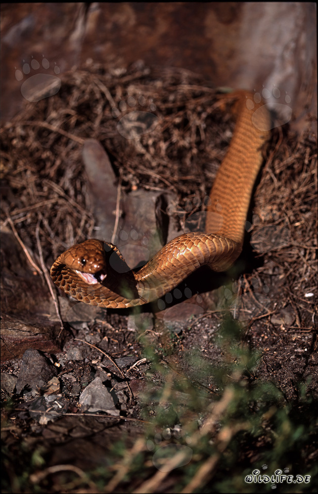 Kapkobra in der Natur des Western Cape