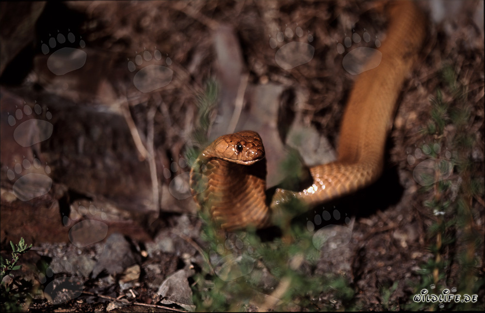 La fascinante cobra del Cabo con grandes ojos