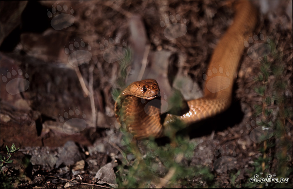 Il fascinante cobra del Capo con grandi occhi