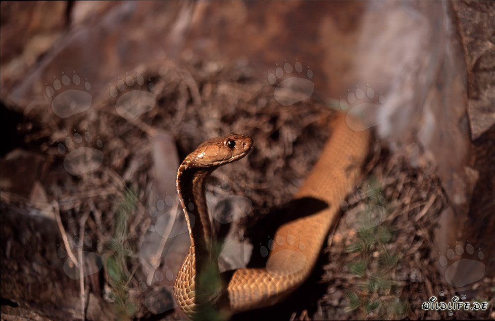 Cobra del Cabo Dorado descubierta bajo el sol en un grupo de rocas