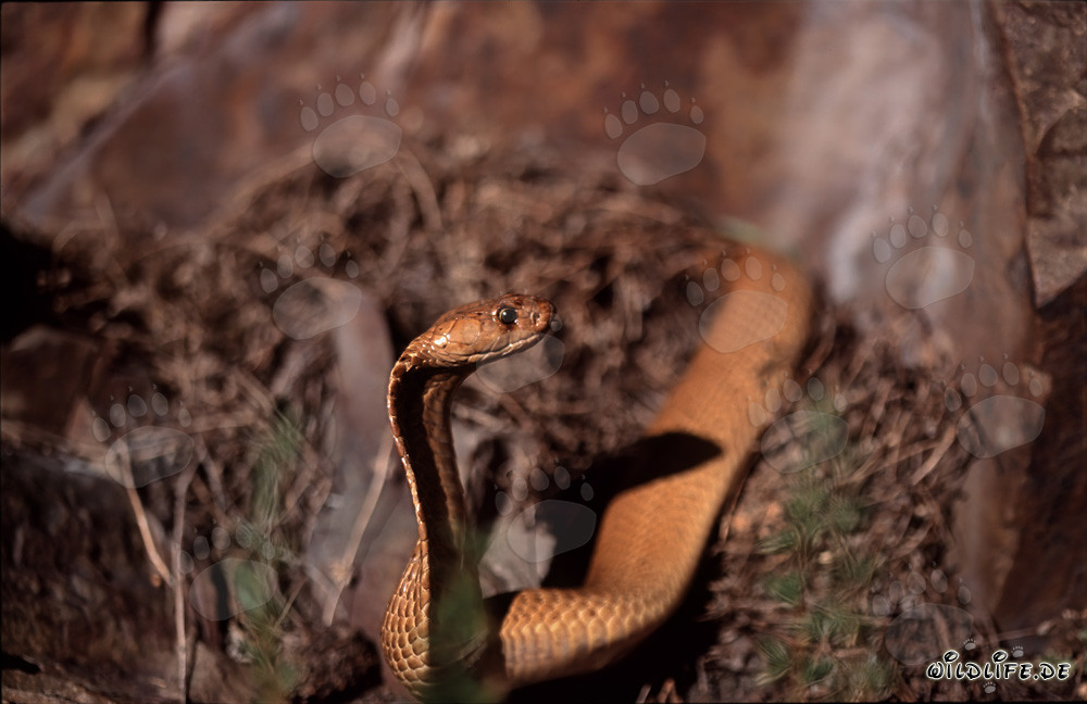 Cobra del Capo dorata scoperta sotto il sole su un gruppo di rocce