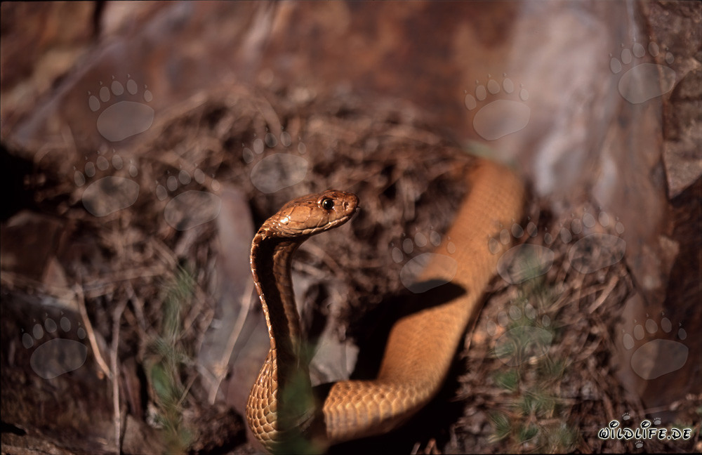 Cobra du Cap dorée découverte en plein soleil sur un groupe de rochers