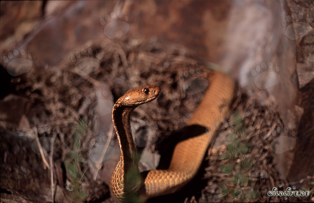 Golden Cape Cobra spotted on rock formation in sunlight