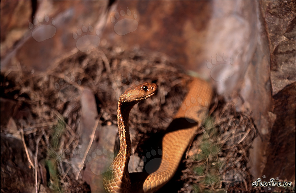 Fascinante Cobra del Cabo en el sotobosque frente a los majestuosos acantilados