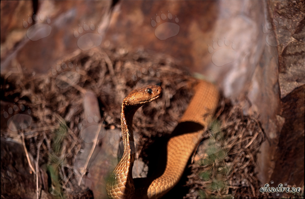 Cobra du Cap fascinante dans les buissons devant les majestueux rochers