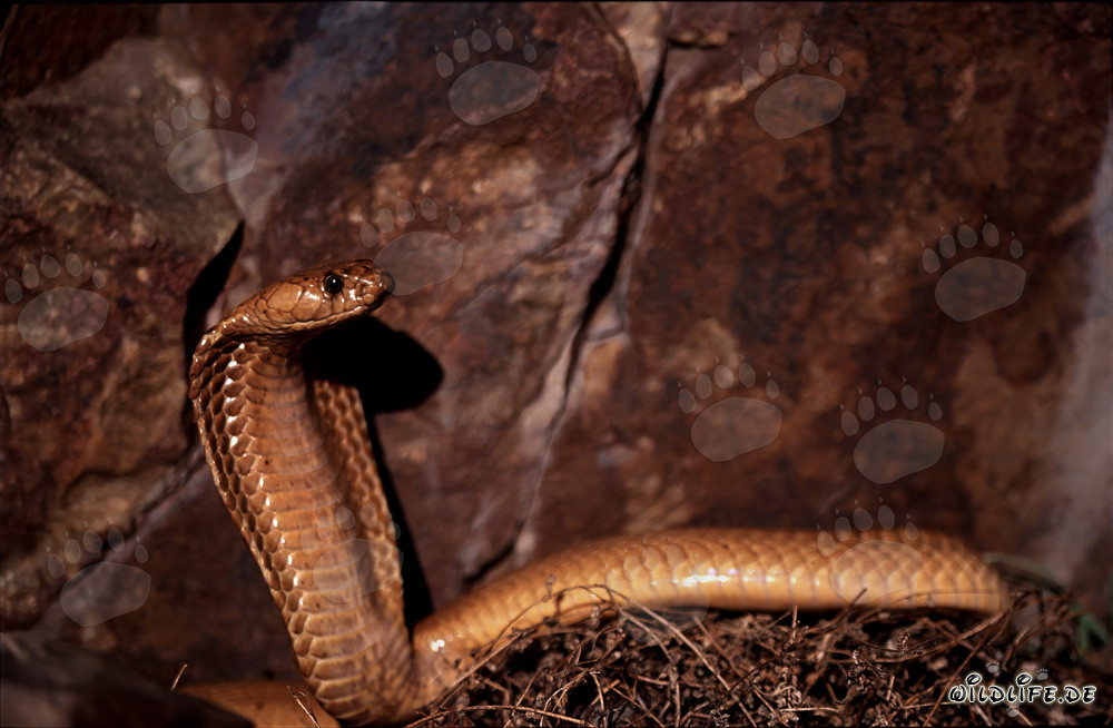 Attentive Cape Cobra