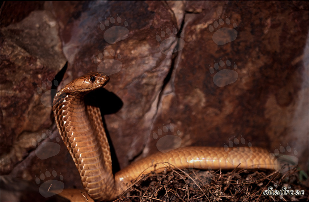 Cobra del Cabo frente a un acantilado colorido