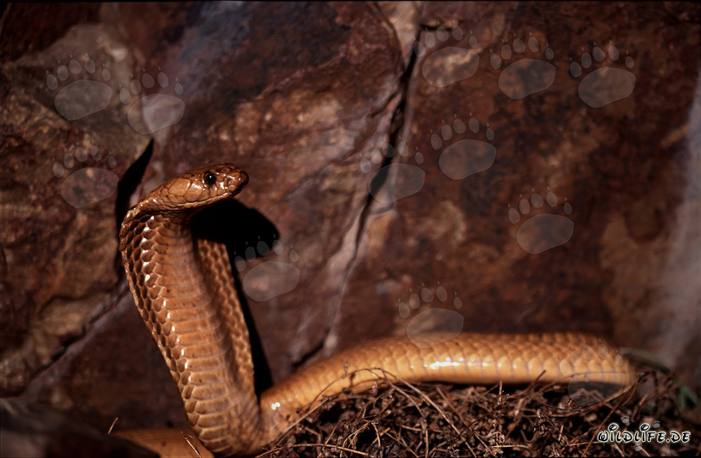 Cobra del Capo davanti a una parete rocciosa colorata