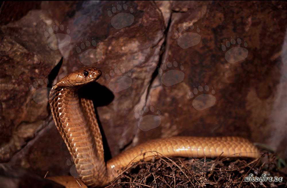 Cobra du Cap devant une paroi rocheuse colorée