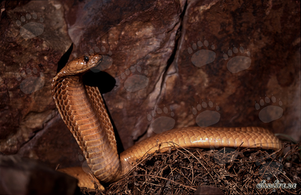 Fascinating Cape Cobra in front of colorful rock formation