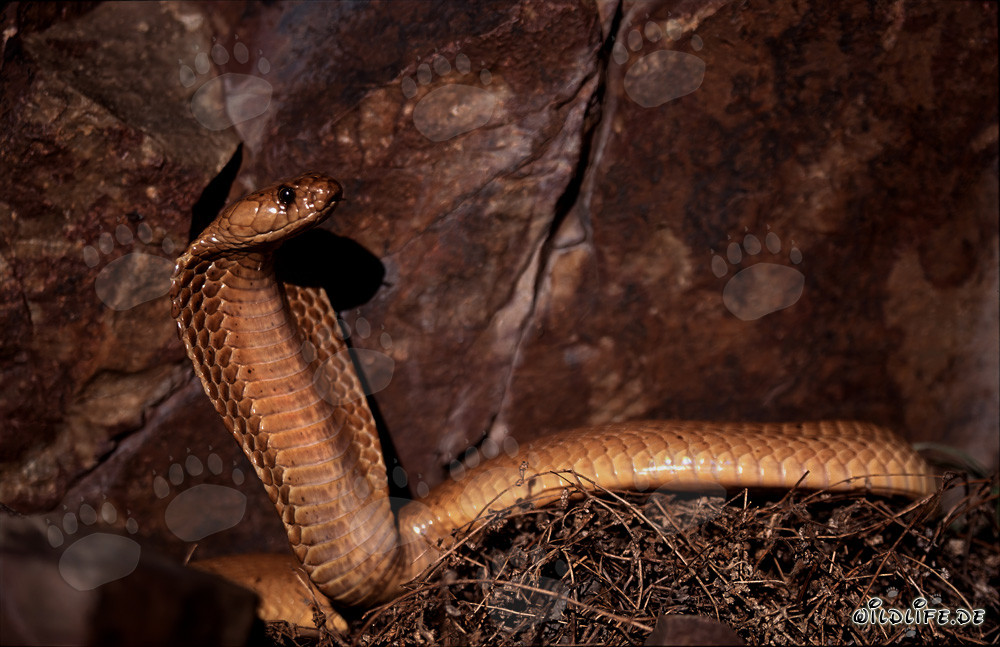 Cobra del Cabo fascinante frente a una colorida pared rocosa