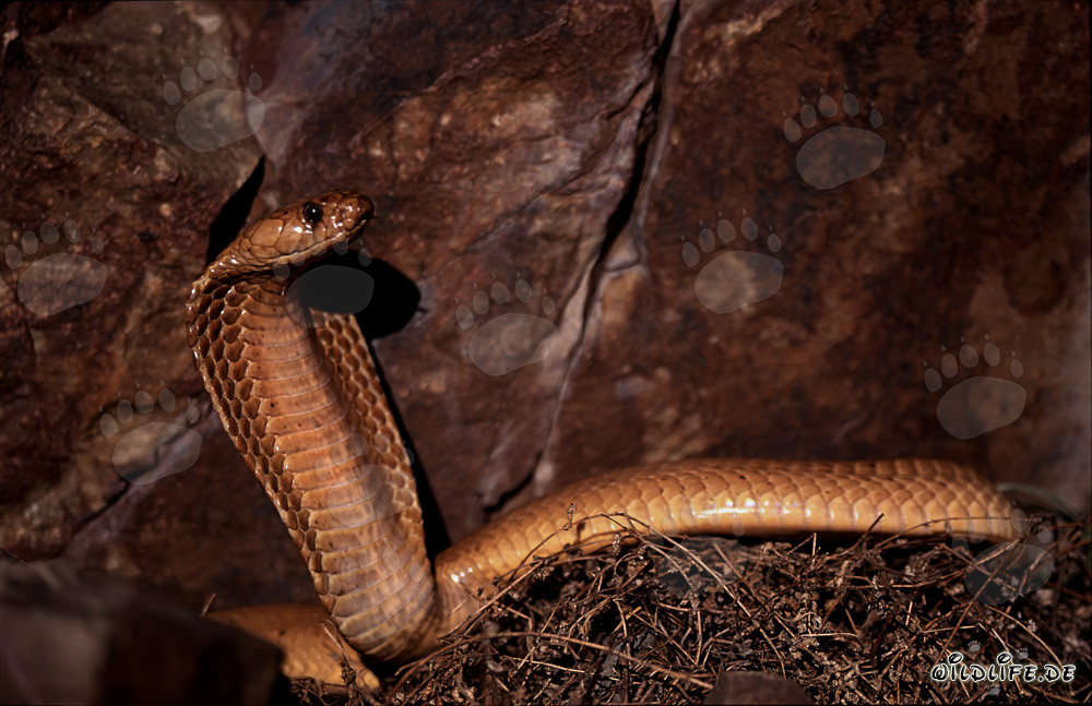 Affascinante cobra del Capo davanti a una parete rocciosa colorata