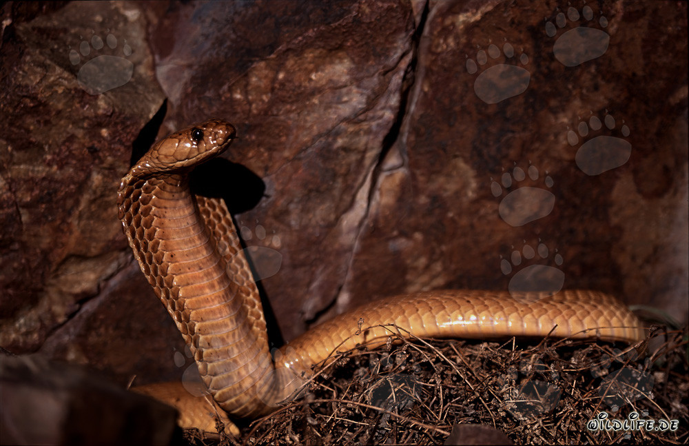 Cobra du Cap fascinante devant une paroi rocheuse colorée